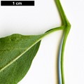 SpeciesSub: var. glabra SpeciesSub: var. glabra